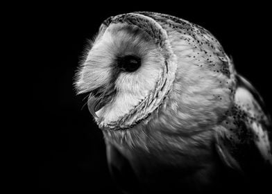 Barn owl side profile