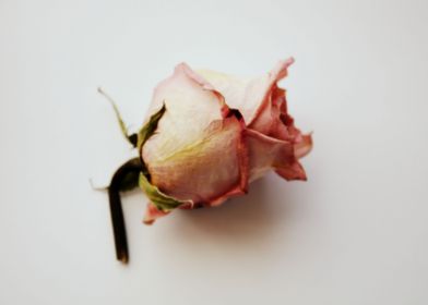 Rose of mine II