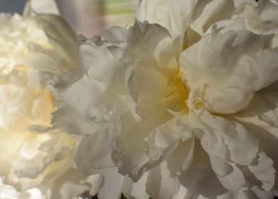 White Peony 2