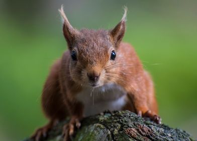 Red Squirrel watching me