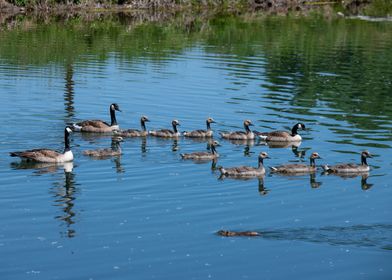 Canadian Goslings swimming wi