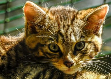 Scottish Wildcat Kitten