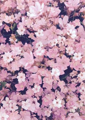 blooming pink flower pattern 