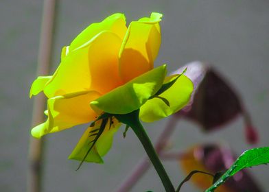 Yellow Rose flower