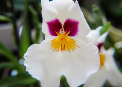 Orchid Macro Flower