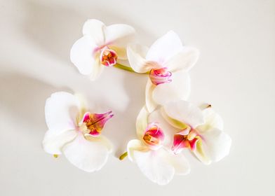 orchids