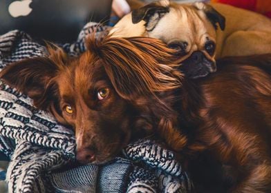 Irish Setter and Pug Friends Relaxing