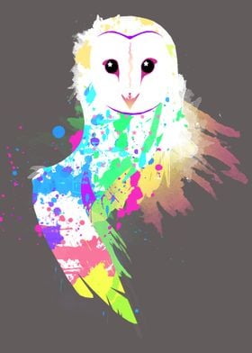 Barn Owl - Rainbow Splash