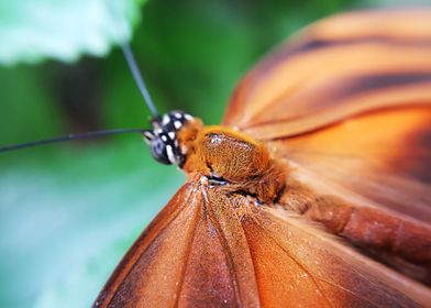 Orange Butterfly Macro