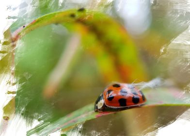Ladybird Painting Effect