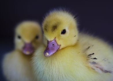 Baby ducks