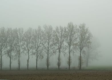 trees with fog