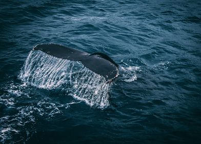 Whale Tail Emerging from the Ocean