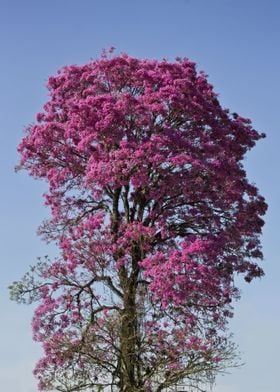 pink tree 