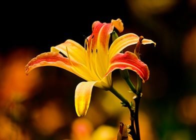 Yellow Lilly