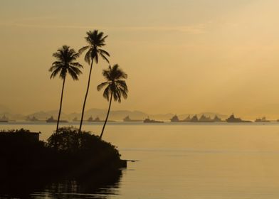 three palms