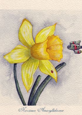 Future Botanical Studies - Daffodil