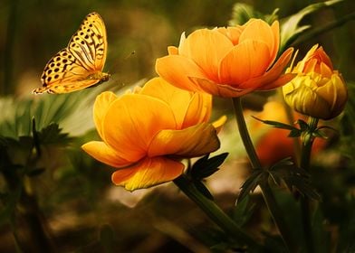 Orange Butterfly Flowers