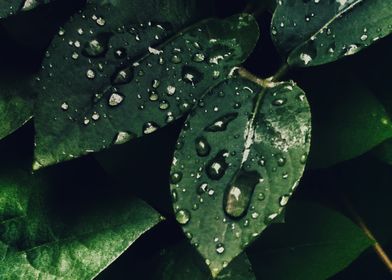 Green Leaves Water Droplet