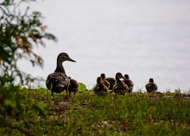 Mother Duck and baby ducklings on a walk