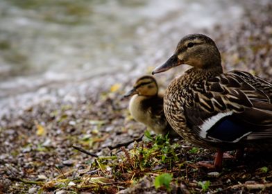 Mother Duck with Duckling On the Shore