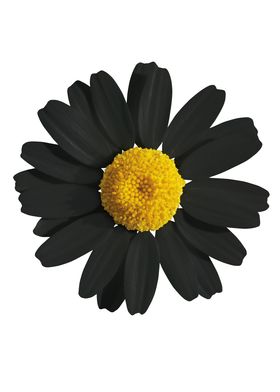 Black daisy