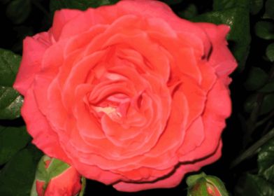 Garden Rose