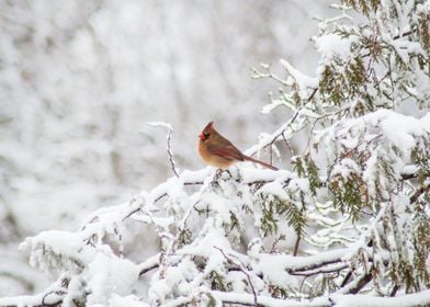Female Cardinal Bird in Snowy Trees