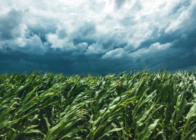 Windstorm in cornfield