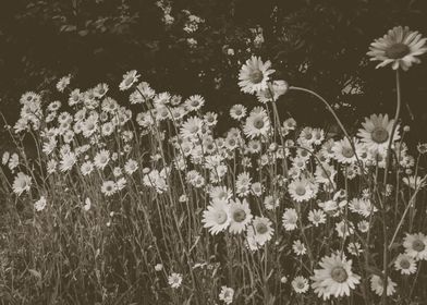 Daisy Flowers BW