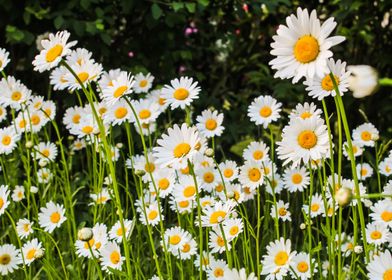 Daisy Flowers