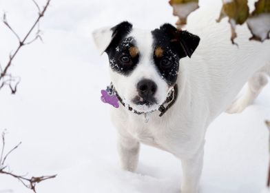 Snowflakes on Cute Dog in Winter Portrait