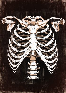 Skeleton Anatomy Art Bones