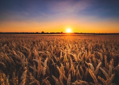 Sunset on the Fields