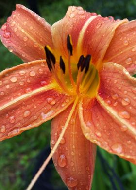 One day lily