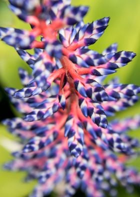 Aechmea Del Mar