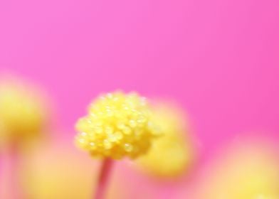 Hibiscus Pollen