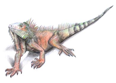 Iguana Color Pencil