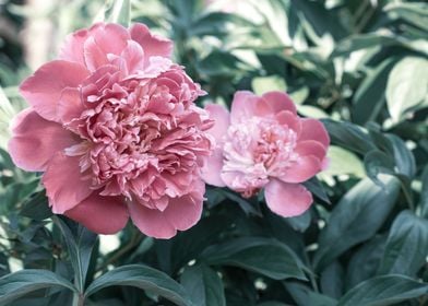 Peonies