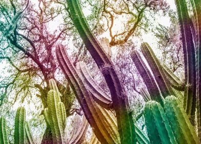Rainbow cactus