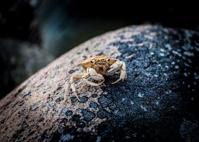 crab