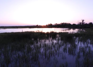 Swamp by Night