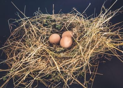 Domestic eggs in the nest of dry grass