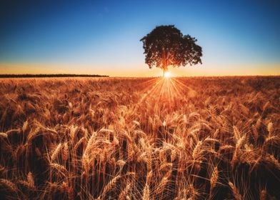 Sunset on the Fields