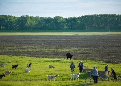 Shepherds and goats