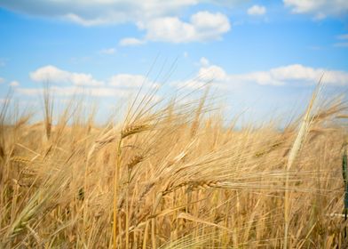 Spikes of wheat