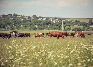 Group of cows on pasture