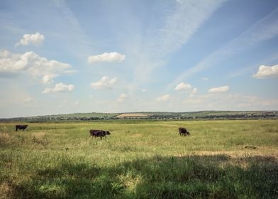 Rural landscape