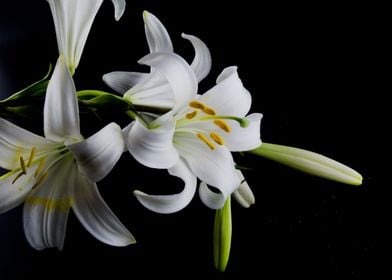 White Lily