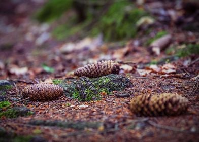 Spruce Cones